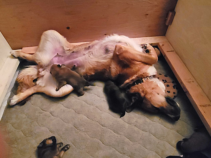 chinook dog